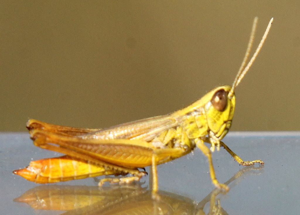 Euchorthippus declivus, maschio